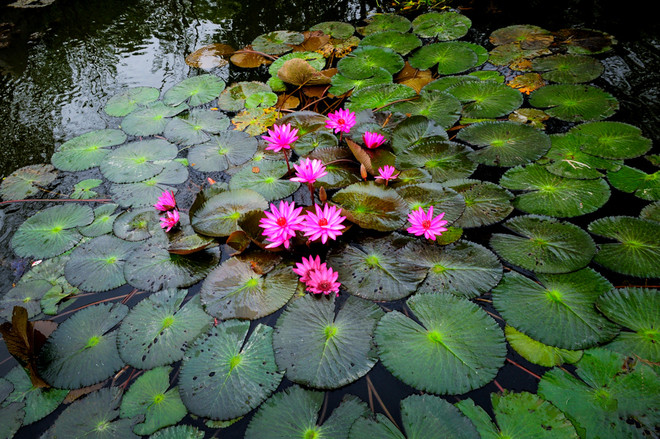 Tầm 8 giờ sáng, ánh nắng mặt trời rót xuống, vén màn sương giăng, cả dòng suối rực rỡ màu hoa súng tím khiến ai nấy đều bị mê hoặc. Tầm 8 giờ sáng, ánh nắng mặt trời rót xuống, vén màn sương giăng, cả dòng suối rực rỡ màu hoa súng tím khiến ai nấy đều bị mê hoặc.