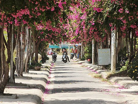 Nhiều khách du lịch Nha Trang đã tìm đến con đường này để thưởng lãm một vẻ đẹp bình yên hiếm thấy. Nhiều khách du lịch Nha Trang đã tìm đến con đường này để thưởng lãm một vẻ đẹp bình yên hiếm thấy.
