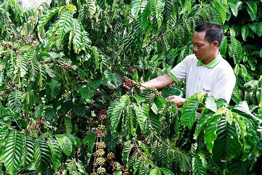 Nhiều nông dân giàu lên nhờ canh tác cà phê. Ảnh: Đức Thụy
