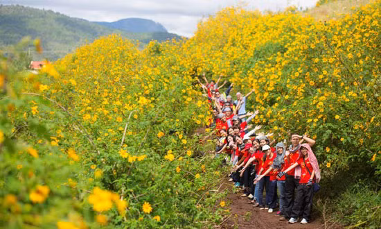 Khác với dã quỳ ở Đà Lạt, hoa dã quỳ Ba Vì có đặc điểm bông to, cây thấp vừa người, bông nọ nở gối bông kia và nở lâu như hoa cúc.