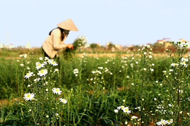 Chiếc nón là là một vật dụng quen thuộc trong đời sống người dân Việt từ ngàn xưa, gắn liền với những người phụ nữ. Nón lá cũng là hình ảnh tiêu biểu của Việt Nam, tạo nên nét văn hoá riêng đặc sắc.
