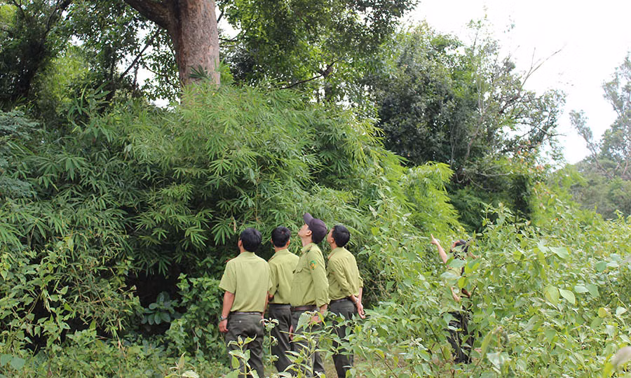  Kiểm lâm của vườn kiểm tra một tiểu khu. Ảnh: N.D