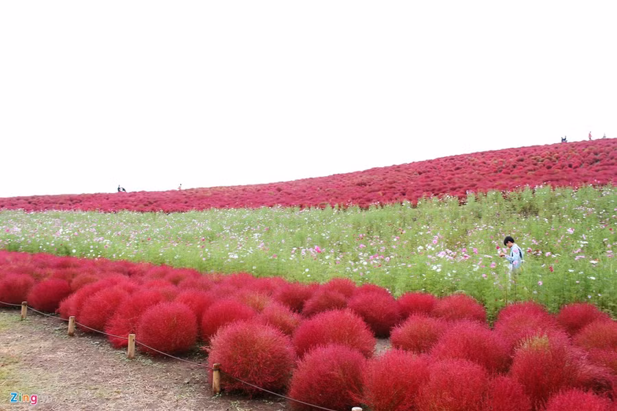 Khi đến đất nước nay vào mùa thu, bạn có thể tìm thấy loại cỏ này được trồng ở ven đường, trước nhà hay các quán ăn.