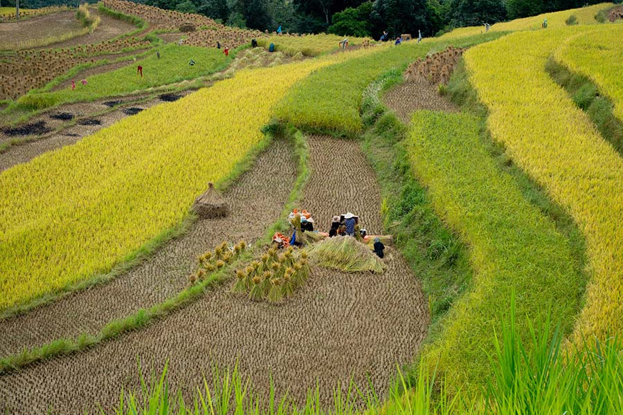Mùa vàng ở Hoàng Su Phì (Hà Giang) Mùa vàng ở Hoàng Su Phì (Hà Giang)