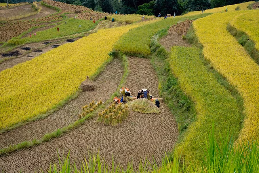 Mùa vàng ở Hoàng Su Phì (Hà Giang)