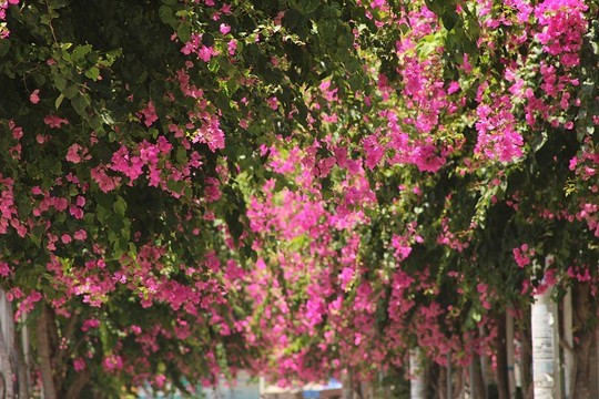 Đường Bạch Thái Bưởi (Phước Đồng, Nha Trang, Khánh Hòa) được mệnh danh là cung đường hoa giấy đẹp nhất Nha Trang. Đường Bạch Thái Bưởi (Phước Đồng, Nha Trang, Khánh Hòa) được mệnh danh là cung đường hoa giấy đẹp nhất Nha Trang.