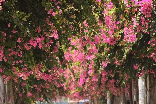 Đường Bạch Thái Bưởi (Phước Đồng, Nha Trang, Khánh Hòa) được mệnh danh là cung đường hoa giấy đẹp nhất Nha Trang. Đường Bạch Thái Bưởi (Phước Đồng, Nha Trang, Khánh Hòa) được mệnh danh là cung đường hoa giấy đẹp nhất Nha Trang.