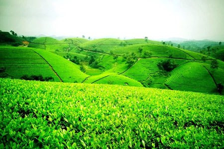 Đồi chè ở Tân Cương, Thái Nguyên: nằm cách thành phố Hà Nội khoảng 100 km. Nhờ có dãy Tam Đảo và dãy Thằn Lằn chắn bớt cái nắng, đồng thời có nguồn nước của dòng sông Công và hồ Núi Cốc mà những vườn chè ở đây quanh năm xanh tốt. Đây là một trong những đồi chè đẹp như tranh được bao quanh bởi những dãy núi mờ ảo khiến cảnh sắc càng thêm thơ mộng.