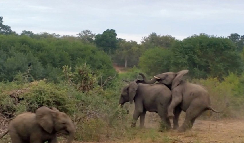 Đây có là là một trong những khoảnh khắc xấu hổ nhất của loài voi, khi mà kích thước khổng lồ không gây khó khăn cho việc 