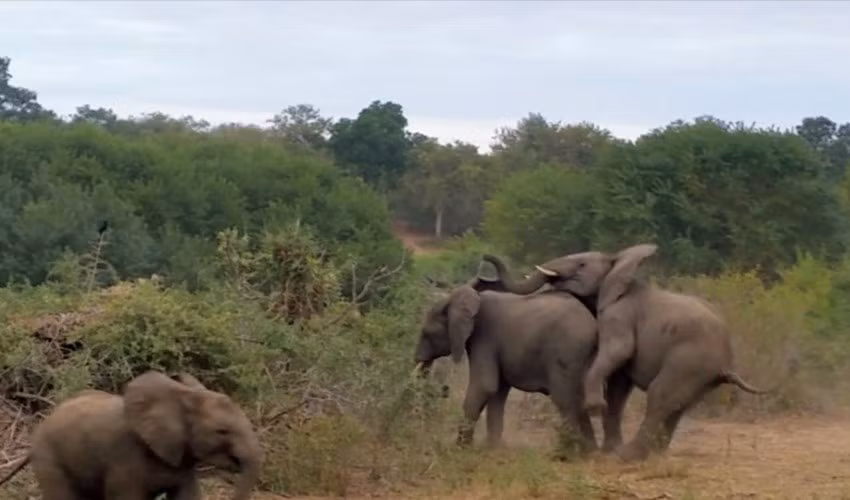 Đây có là là một trong những khoảnh khắc xấu hổ nhất của loài voi, khi mà kích thước khổng lồ không gây khó khăn cho việc 