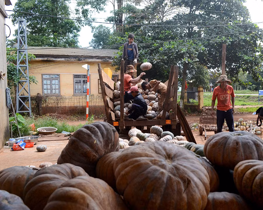 Bí đỏ của anh Rơ Mah San phải bán đổ bán rẻ cho thương lái với giá 1 triệu đồng/1 xe. Ảnh: Q.T