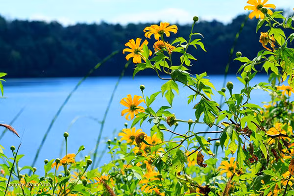 Hoa dã quỳ nở còn là thời điểm du khách tìm về phố núi, để được hòa mình với khung cảnh mộng mơ của đôi mắt Pleiku - Biển Hồ đầy.