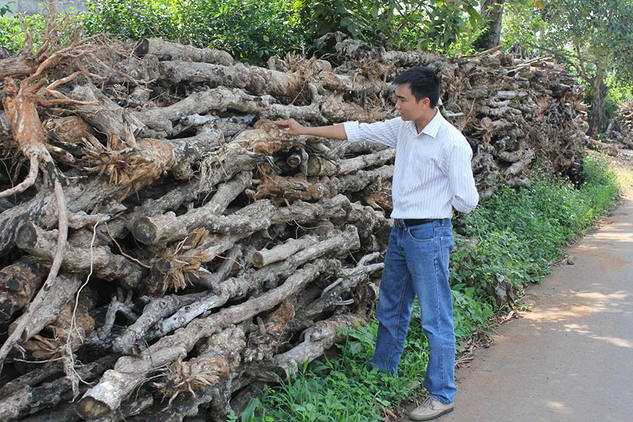 Củi cà phê được người dân chất thành đống xung quanh nhà. Ảnh: Lê Thành