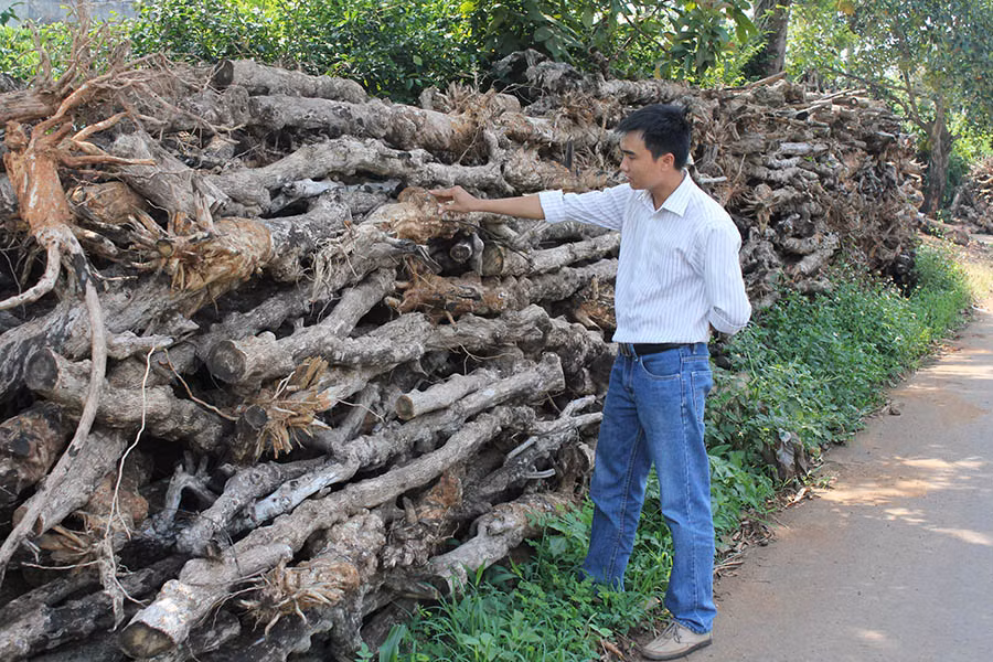 Củi cà phê được người dân chất thành đống xung quanh nhà. Ảnh: Lê Thành