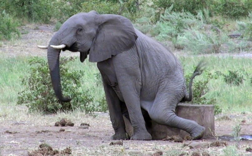 Tiếp tục seri gãi mông đầy xấu hổ của loài voi, chúng có thể dùng mọi thứ để chà xát mông mình vì không chịu được ngứa, trong trường hợp này là một gốc cây.