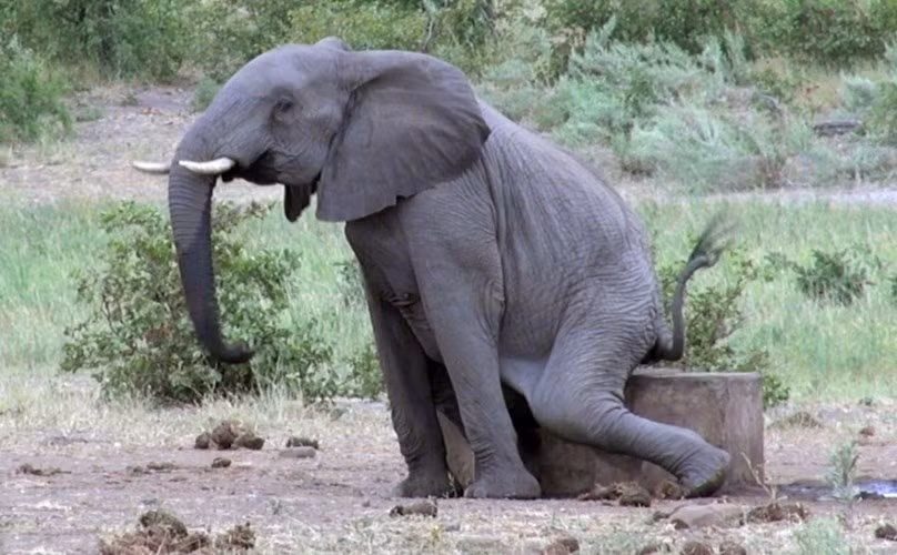 Tiếp tục seri gãi mông đầy xấu hổ của loài voi, chúng có thể dùng mọi thứ để chà xát mông mình vì không chịu được ngứa, trong trường hợp này là một gốc cây.