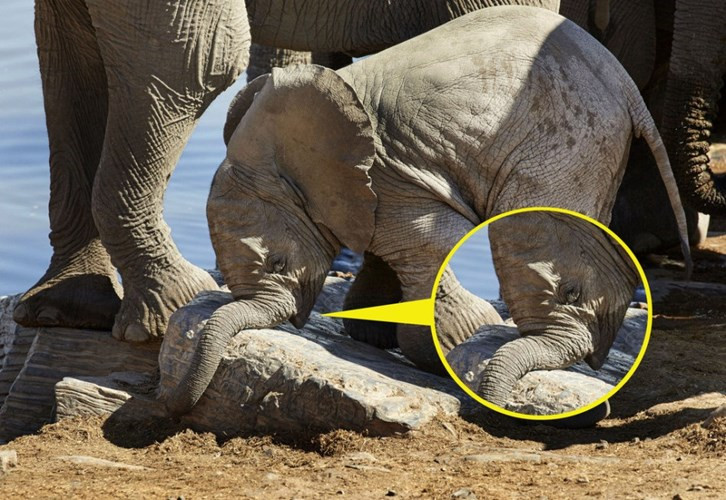 Học đòi theo các anh chị lớn ra bờ sông chơi, voi con ngã gập vòi do quá mải mê nhìn trên ngắm dưới.