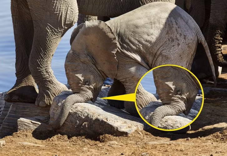 Học đòi theo các anh chị lớn ra bờ sông chơi, voi con ngã gập vòi do quá mải mê nhìn trên ngắm dưới.