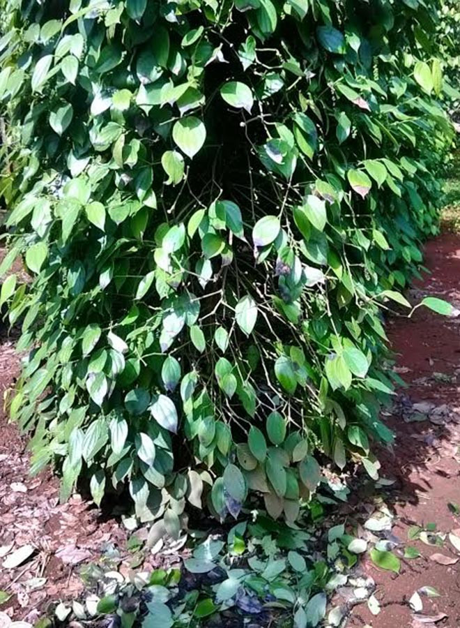 Nhiều trụ tiêu tươi tốt, hứa hẹn cho năng suất cao bỗng dưng héo úa và rụng hết lá, hạt vì bệnh chết nhanh. Ảnh: H.T 2-7Nhiều trụ tiêu tươi tốt, hứa hẹn cho năng suất cao bỗng dưng héo úa và rụng hết lá, hạt vì bệnh chết nhanh.jpg