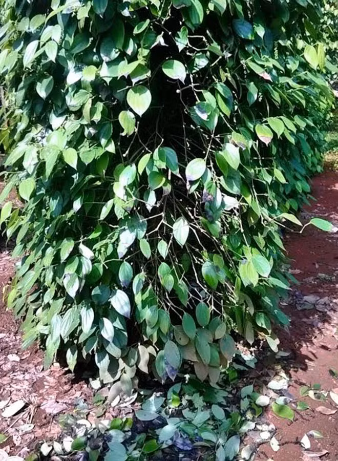 2-7Nhiều trụ tiêu tươi tốt, hứa hẹn cho năng suất cao bỗng dưng héo úa và rụng hết lá, hạt vì bệnh chết nhanh.jpg