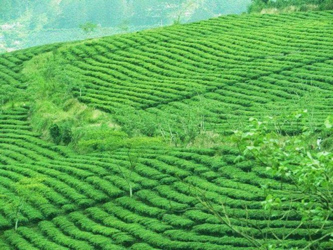 Đồi chè Cầu Đất, Đà Lạt, Lâm Đồng: Đồi chè Cầu Đất trải dài trên diện tích 230 ha, nơi mà những “tín đồ” của màu xanh không thể nào không mê mẩn: trời xanh biếc, đất xanh ngắt và cái tình Đà Lạt cũng khiến lòng người xanh mơ màng.