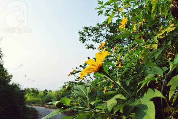 Hoa dã quỳ ở Ba Vì đẹp không kém cạnh gì ở Đà Lạt Hoa dã quỳ ở Ba Vì đẹp không kém cạnh gì ở Đà Lạt