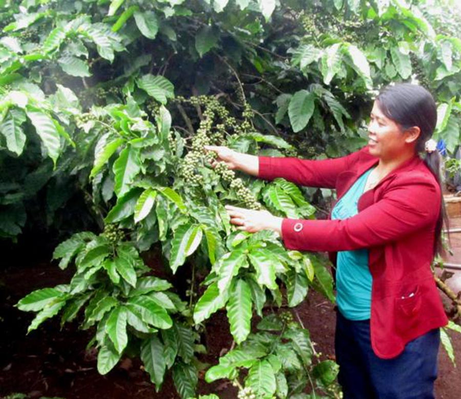  Nhờ chăm chỉ lao động mà gia đình chị Hley đã thoát nghèo và vươn lên làm giàu. Ảnh: H.T