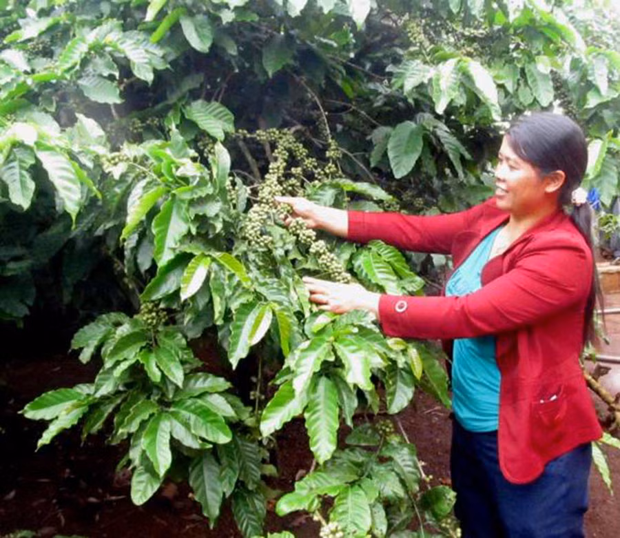  Nhờ chăm chỉ lao động mà gia đình chị Hley đã thoát nghèo và vươn lên làm giàu. Ảnh: H.T