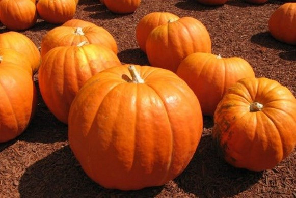 Còn đây là giống bí ngô khổng lồ có giá 110 USD (2,4 triệu đồng)/hạt tại bang Amicalola Falls, Mỹ.