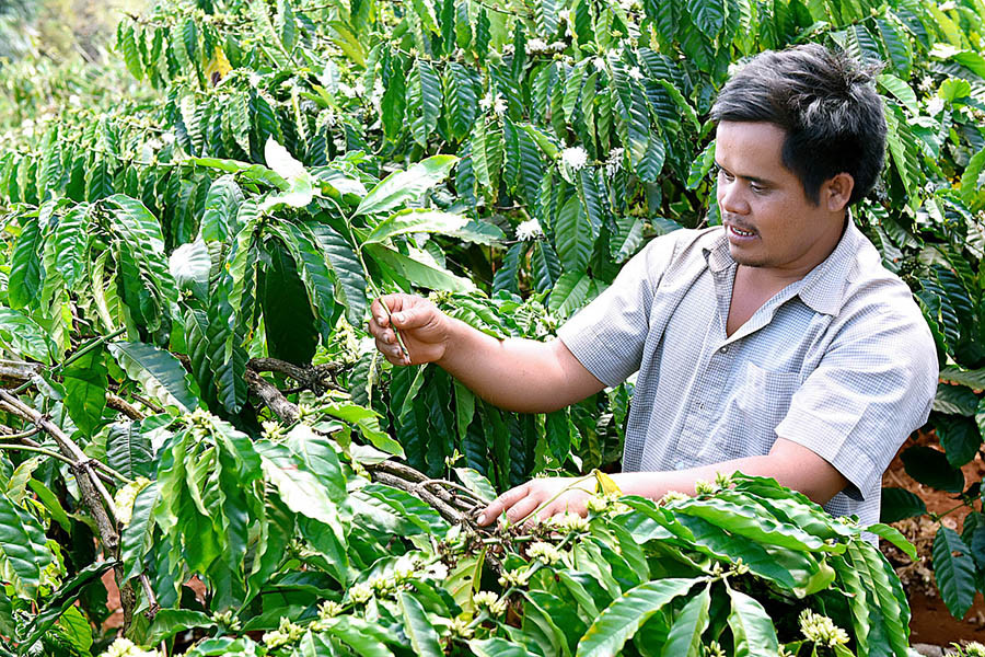  Thay đổi phương thức canh tác, nâng cao chuỗi giá trị cho cây cà phê là mục tiêu của dự án. Ảnh: Đức Thụy
