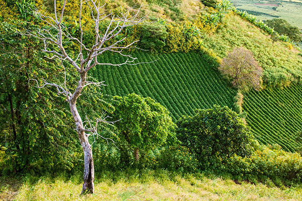 Những ruộng với hàng rào hoa dã quỳ nở vàng rực dưới chân núi lửa. Những ruộng với hàng rào hoa dã quỳ nở vàng rực dưới chân núi lửa.