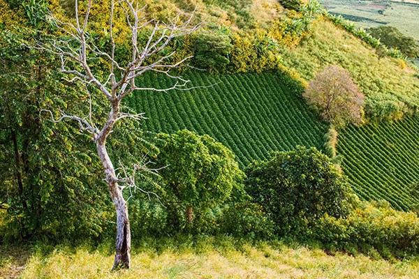 Những ruộng với hàng rào hoa dã quỳ nở vàng rực dưới chân núi lửa. 