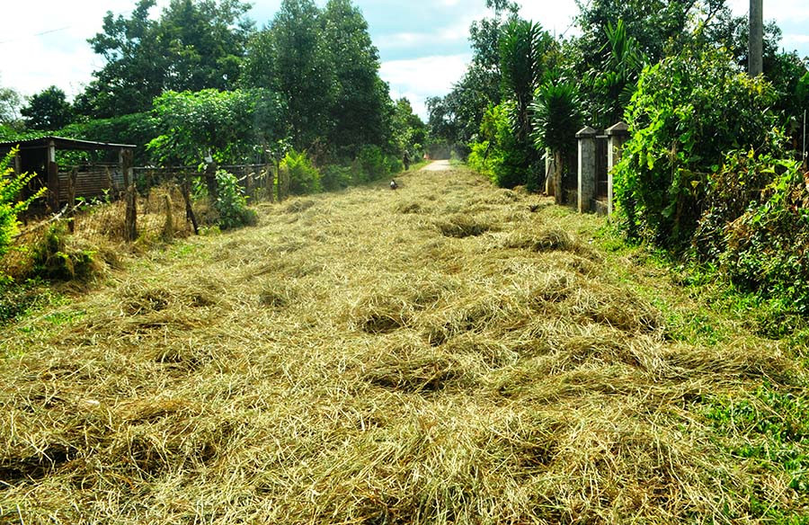 Rơm tươi được rải phơi ở khắp đường làng, sân bãi, bốc hương thơm ngát. Ảnh: T.D Rơm tươi được rải phơi ở khắp đường làng, sân bãi, bốc hương thơm ngát.