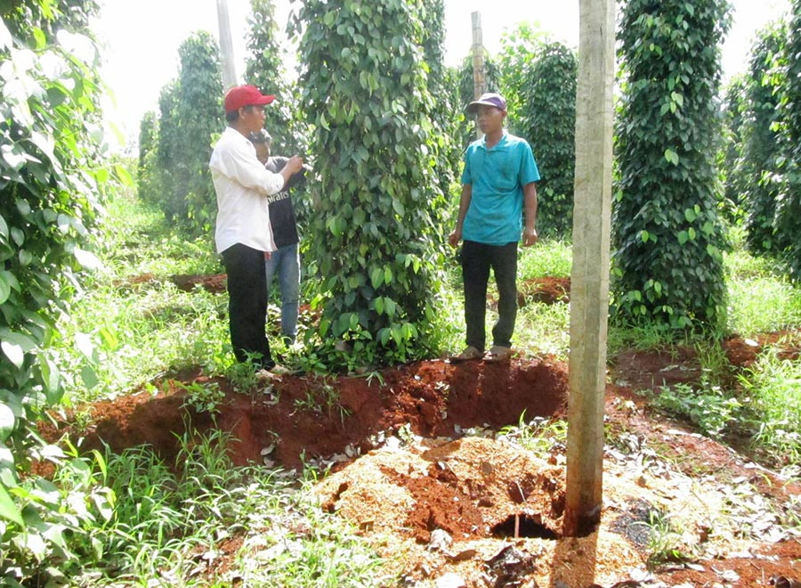 Vườn tiêu của gia đình anh Rơ Mah Bran đang bị bệnh. Ảnh: H.T Vườn tiêu của gia đình anh Rơ Mah Bran đang bị bệnh. Ảnh: H.T
