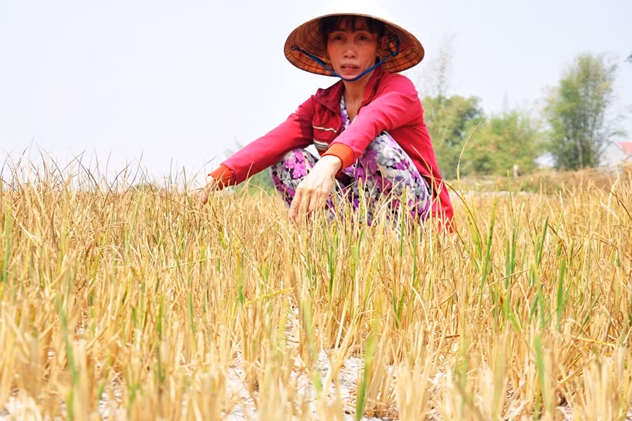 Mất rừng là một trong những nguyên nhân dẫn đến tình trạng khô hạn. Ảnh: Minh Hoàng