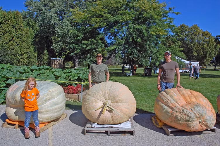 Giống bí ngô này thông thường cho ra quả nặng khoảng 700kg. Tuy nhiên, đã có nhiều nông dân ở bang Rhode Island, Mỹ thu hoạch được quả bí nặng hơn một tấn.