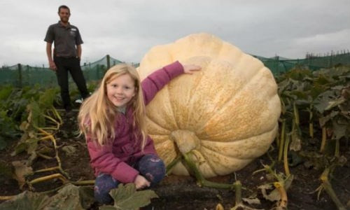Quả bí ngô nặng hơn 600 kg này được xác nhận tại một khu vườn nước Anh.