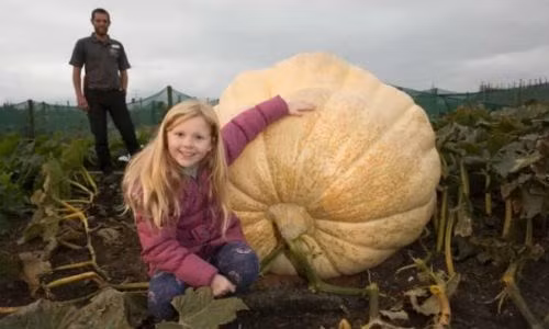 Quả bí ngô nặng hơn 600 kg này được xác nhận tại một khu vườn nước Anh.