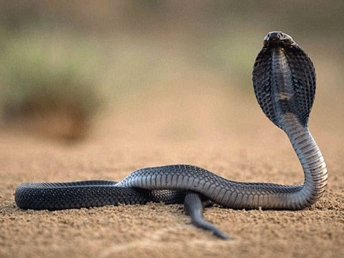 Ảnh minh họa Ảnh minh họa