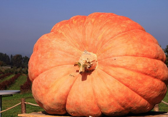 1600 bảng Anh/hạt (khoảng 44 triệu đồng) là giá của hạt giống bí ngô tại một nông trại ở bang California, Mỹ.