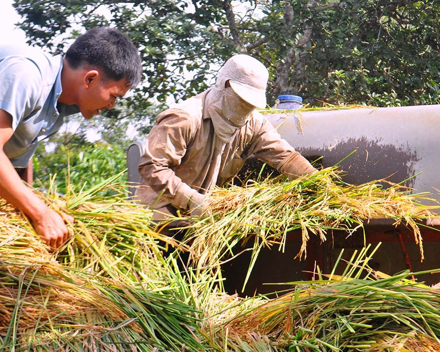 Những bông lúa vàng ươm, nặng trĩu nhà chị Puih HNhăn (làng Sơr) được đưa vào máy tuốt. Ảnh: T.D Những bông lúa vàng ươm, nặng trĩu nhà chị Puih HNhăn (làng Sơr) được đưa vào máy tuốt.