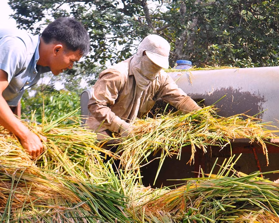 Những bông lúa vàng ươm, nặng trĩu nhà chị Puih HNhăn (làng Sơr) được đưa vào máy tuốt.