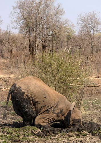 Ngã xấp mặt xuống bùn vì không để ý đường đi ngay trước mặt, chú voi voi có ngay kiểu ảnh ghi lại khoảnh khắc xấu hổ để đời.
