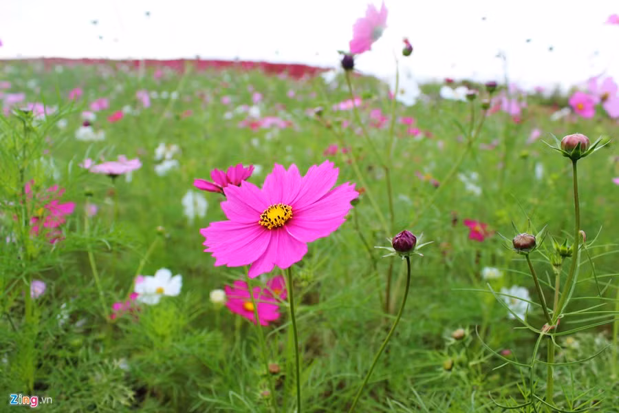 .... lẫn không chuyên 