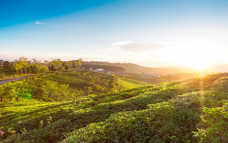 Đồi chè Pleiku, Gia Lai: Nhắc đến phố núi Pleiku, người ta thường nhớ ngay đến Biển Hồ mênh mang nhưng đồng thời cũng không thể quên được Biển Hồ chè. Đây là cái tên mà những người dân địa phương đã đặt cho cánh đồng chè, nơi có sự kết hợp giữa những đồi chè ngút ngàn và cả những kênh thủy lợi sóng sánh nước.