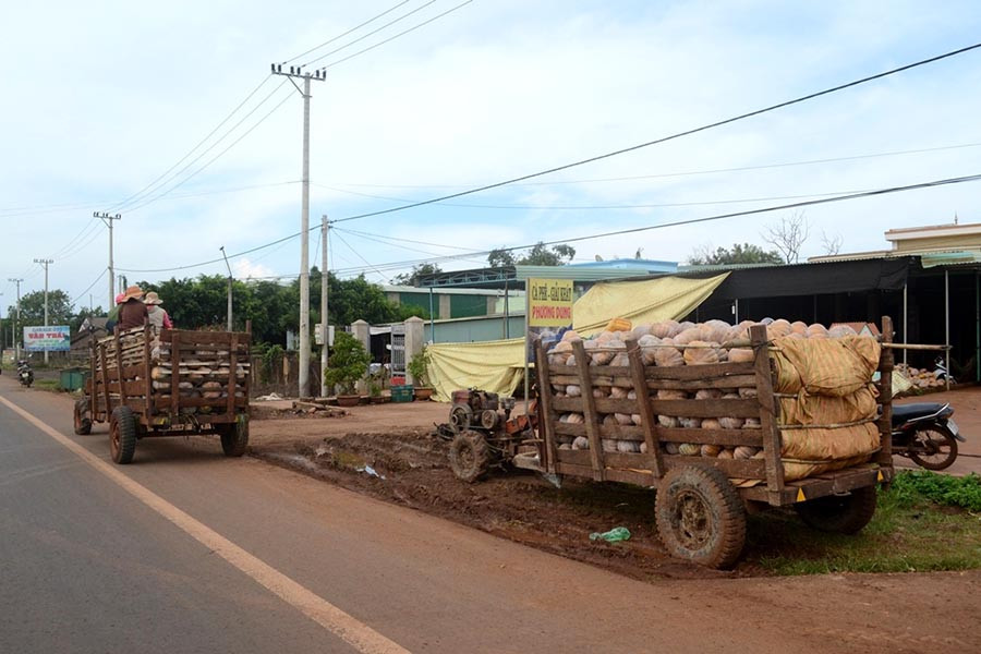 Bí mất mùa, lại mất giá, nông dân xã Ia Phang xếp hàng chờ bán bí cho các cơ sở thu mua. Ảnh: Q.T Bí mất mùa, lại mất giá, nông dân xã Ia Phang xếp hàng chờ bán bí cho các cơ sở thu mua. ẢnhL Q.T