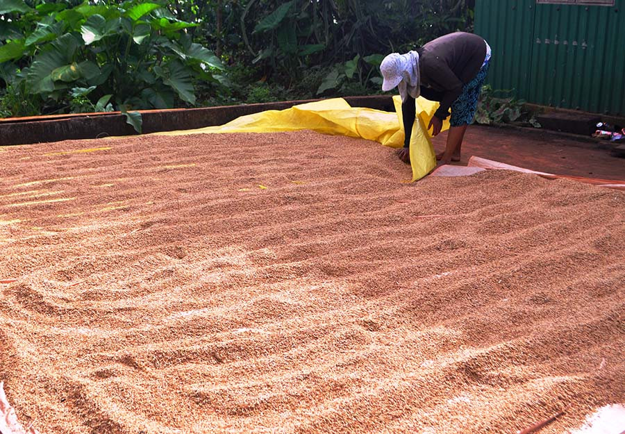 Lúa được đổ ra một khoảng sân rộng để hong khô. Ảnh: T.D Lúa được đổ ra một khoảng sân rộng để hong khô.