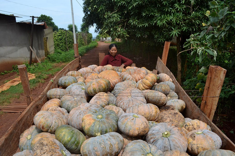 Bà Ksor Hloai (thôn Cư Mố 2, xã IA Phang) buồn rầu bên xe bí đỏ đang xếp hàng chờ bán. Ảnh: Q.T Bà Ksor Hloai (thôn Cư Mố 2, xã IA Phang) buồn rầu bên xe bí đỏ đang xếp hàng chờ bán. ẢnhL Q.T