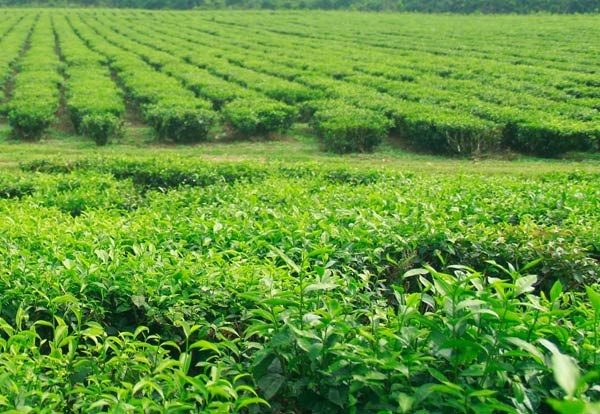 Đồi chè Đông Giang, Quảng Nam: Nằm cách thành phố Đà Nẵng 100 km về phía Tây, dọc theo tuyến tỉnh lộ ĐT604, huyện Đông Giang, tỉnh Quảng Nam có một đồi chè đẹp mê hồn mà không nhiều du khách biết đến. Những đồi chè này thuộc nông trường Quyết Thắng, sát ngay quốc lộ 14B.