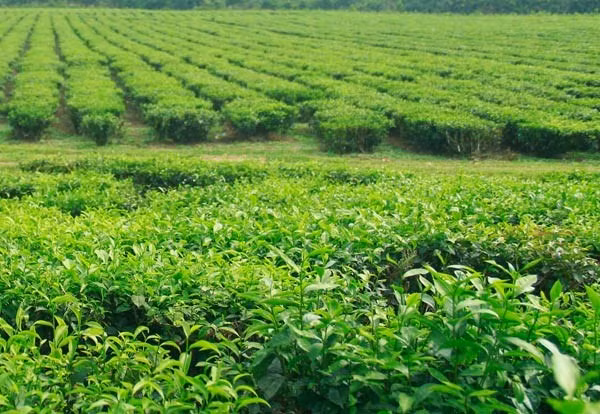 Đồi chè Đông Giang, Quảng Nam: Nằm cách thành phố Đà Nẵng 100 km về phía Tây, dọc theo tuyến tỉnh lộ ĐT604, huyện Đông Giang, tỉnh Quảng Nam có một đồi chè đẹp mê hồn mà không nhiều du khách biết đến. Những đồi chè này thuộc nông trường Quyết Thắng, sát ngay quốc lộ 14B.